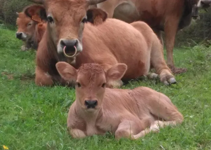 Caseria La Infiesta Caleao